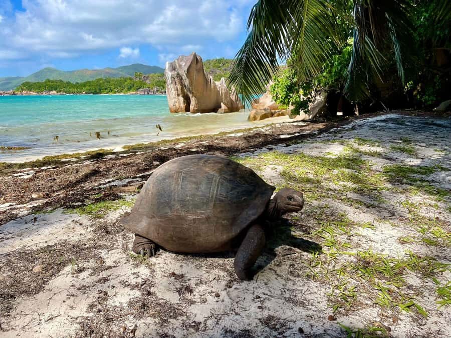 Curieuse and St. Pierre Islands Day Trip with BBQ Lunch - Praslin Pickup and the Speedboat Timing You’ll Feel All Day