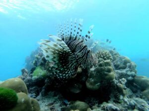 Curieuse and St Pierre Snorkeling Half-Day Trip No BBQ Lunch - Curieuse Island: your giant tortoise stop (and what to look for)