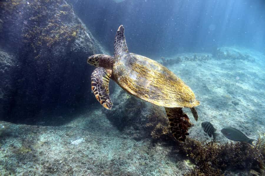 Curieuse Guided Tour, St Pierre, BBQ & 2 Snorkel Stops - First snorkel stop off Praslin: gear, guidance, and fish time