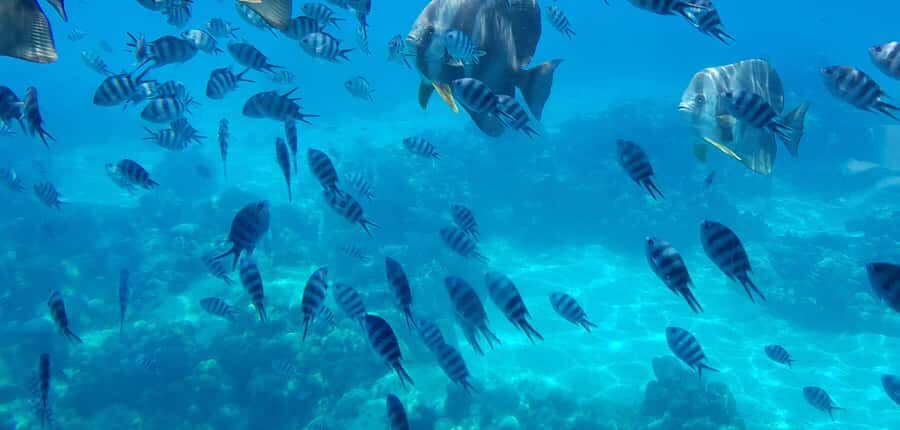 Eden Island: Semi-Submarine Tour in St. Anne Marine Park - Inside the Underwater Observatory: What the Reef Looks Like