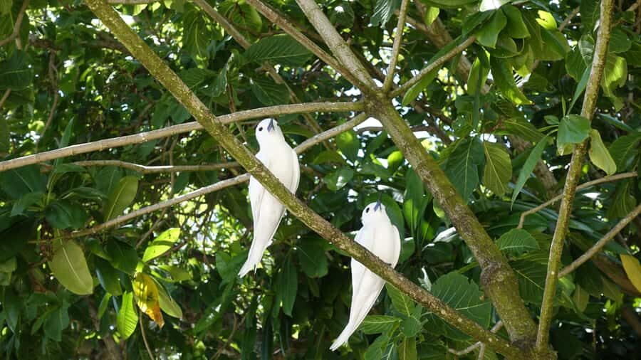 From Praslin: Cousin, Curieuse & St Pierre Islands Day Tour - Following the island rules: waterproof bags, life jackets, and calm wildlife behavior