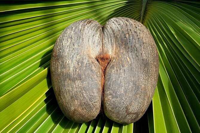 Full Day Discovery Tour of Vallee de Mai and Anse Lazio on Praslin Island - Pickup, start time, and the rhythm of an 8-hour day