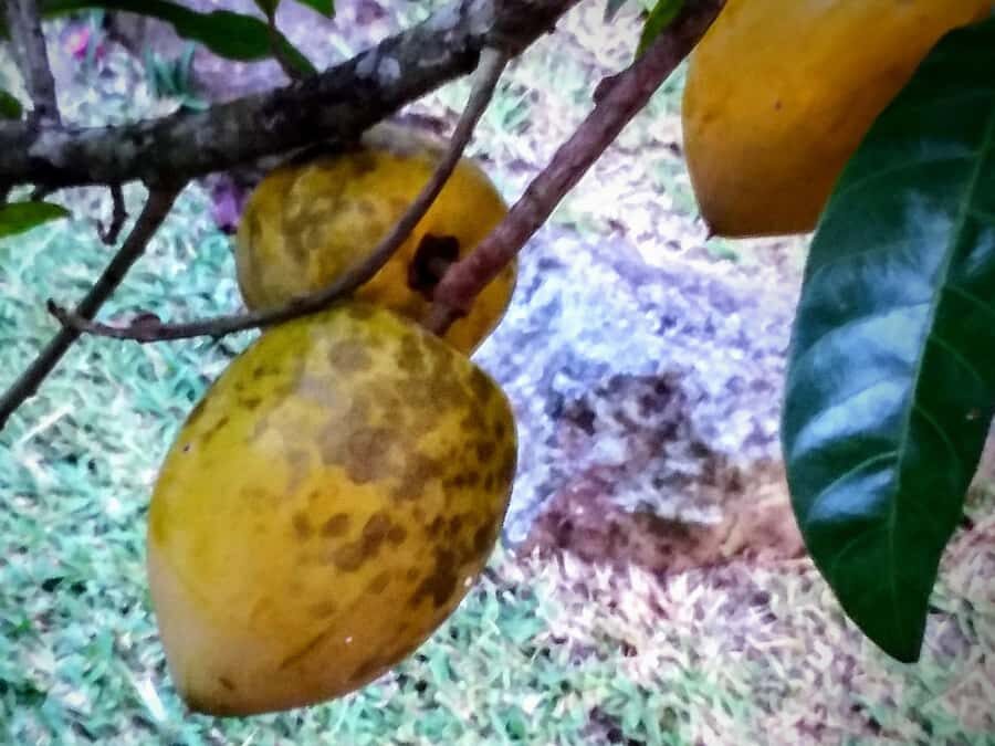Mahé: Customizable Private Tour of Island with Driver - FAQ