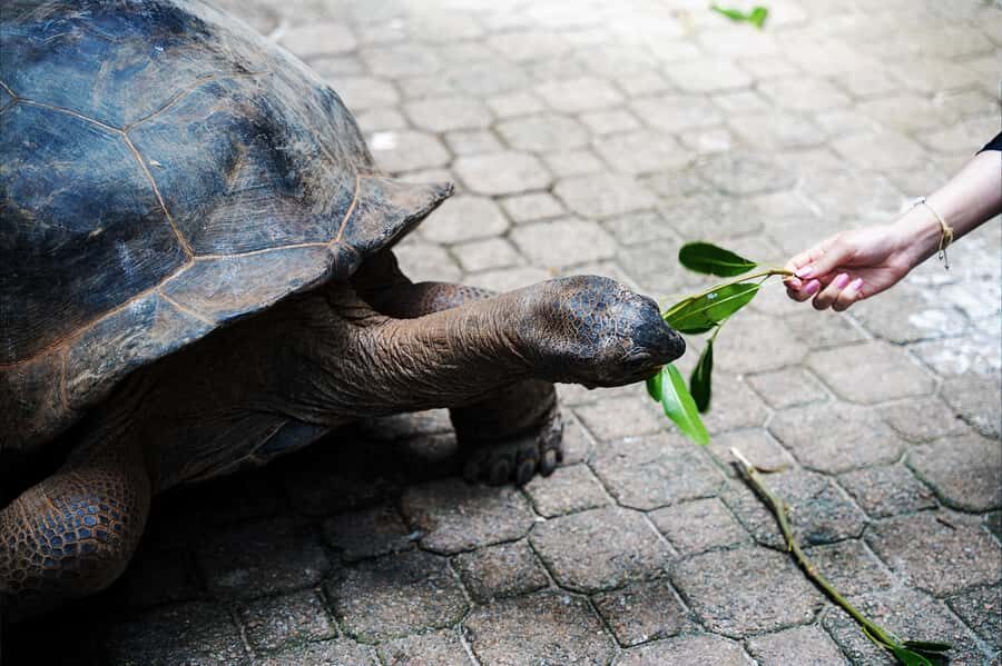 Mahé: Saint-Anne Marine Park and Moyenne Island Cruise - Moyenne Island walk: tortoises, forest paths, and a relaxed beach pause