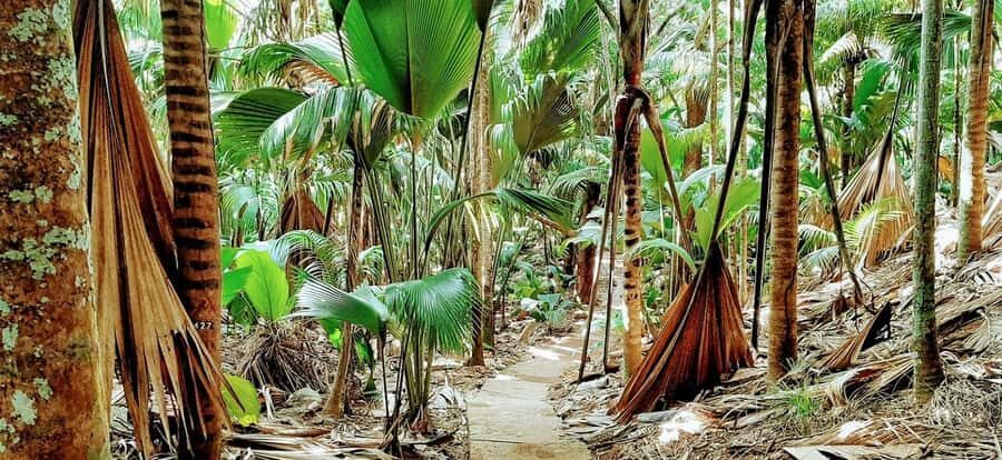 Praslin: Vallée de Mai and Anse Lazio Beach Full-day Tour - Your pace inside the reserve: guided time plus your own breathing room