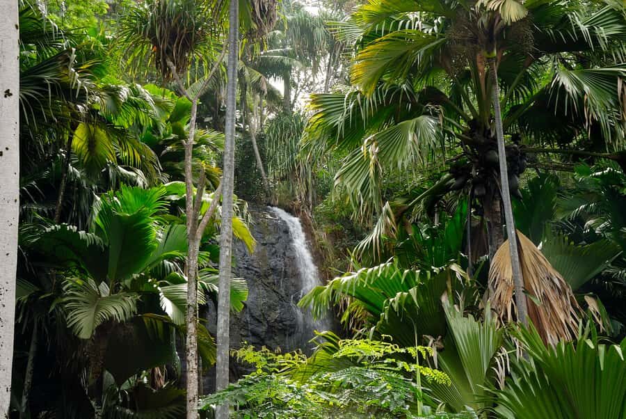 Praslin: Vallée de Mai and Anse Lazio Beach Full-day Tour - Who should book this tour on Praslin