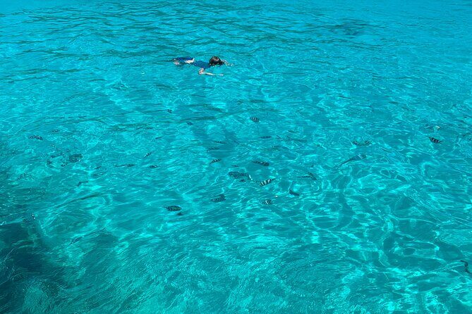 Reef Safari - Snorkeling, Fish Feeding & Lunch (Shared Day Trip) - Moyenne Island: giant tortoises and sea-view walking time