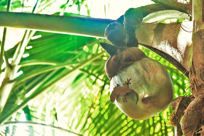 Vallee de Mai Tour (From Praslin) - Coco de Mer: the reason you’ll remember this reserve